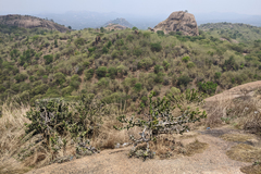 Euphorbia antiquorum