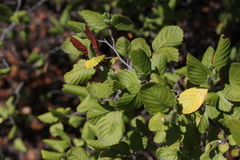 Cercocarpus betuloides betuloides