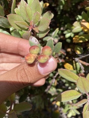 Arctostaphylos morroensis