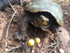 Kinosternon sonoriense