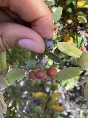 Arctostaphylos morroensis