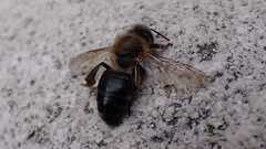 Apis mellifera
