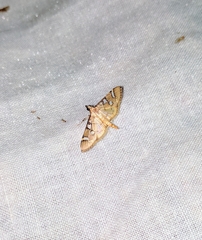 Cotachena histricalis