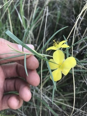 Talinum polygaloides