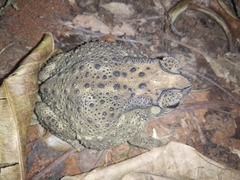 Duttaphrynus melanostictus