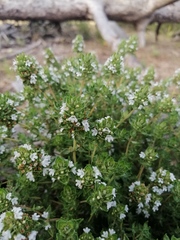 Thymus capitellatus