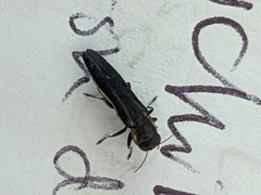 Agrilus bilineatus