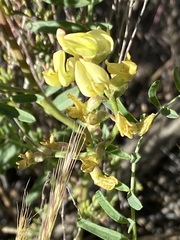Astragalus douglasii