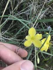 Talinum polygaloides