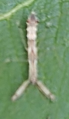 Bactrodes spinulosus