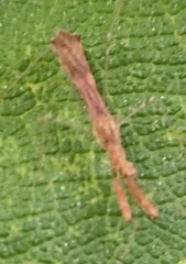 Bactrodes spinulosus