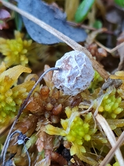 Monilinia oxycocci