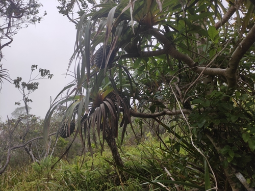 Pandanus montanus, photograph 2