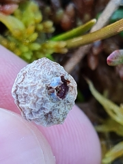 Monilinia oxycocci