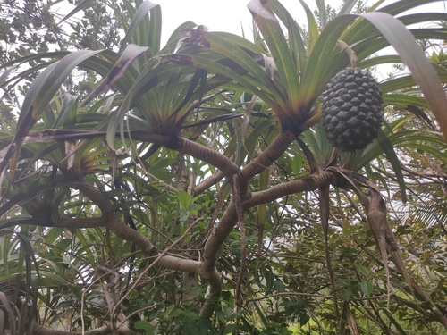 Pandanus montanus, photograph 3