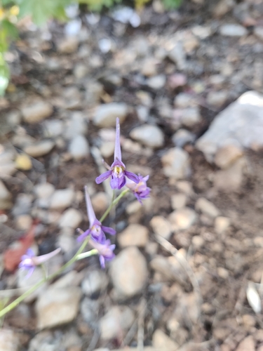Image of Delphinium halteratum by (c) Riccardo Rocca, some rights reserved (CC BY)