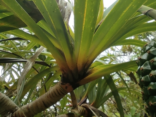 Pandanus montanus, photograph 4