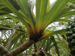 Pandanus montanus