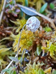 Monilinia oxycocci