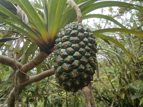 Pandanus montanus, photograph 5