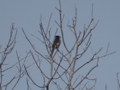 Pipilo erythrophthalmus