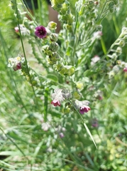 Cynoglossum germanicum