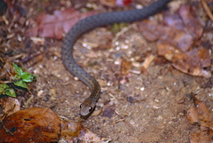 Forest Water Snake photo 3