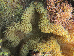 Stichodactyla