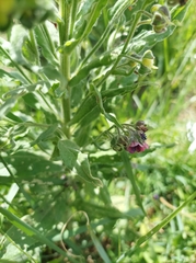 Cynoglossum germanicum