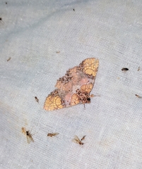Tamba euryodia