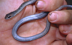 Forest Water Snake photo 4