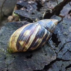 Plectostylus araucanus