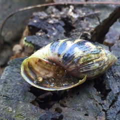 Plectostylus araucanus