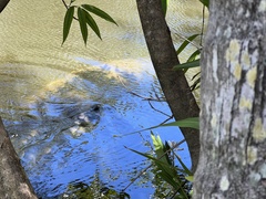 Trichechus manatus latirostris