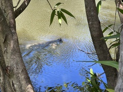 Trichechus manatus latirostris