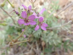 Erodium moschatum