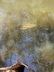 Trichechus manatus latirostris