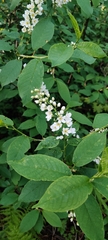 Prunus padus