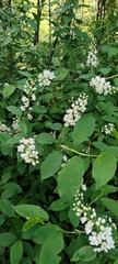 Prunus padus