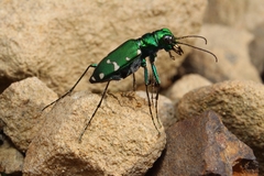Cicindela patruela