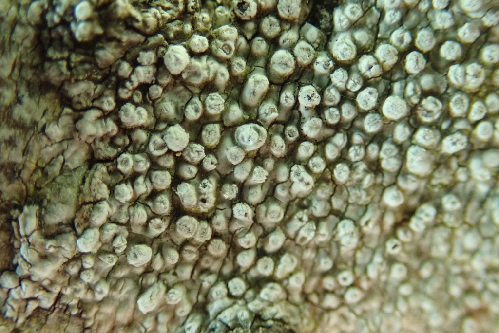 Ragged Wart Lichen