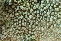 Pertusaria subvelata