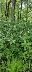 Prunus padus