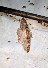 Amraica solivagaria