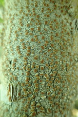 Lecanora cinereofusca