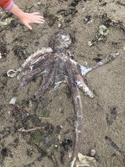 Enteroctopus dofleini