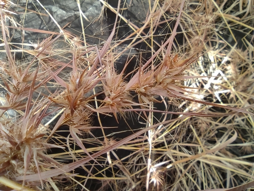 Image of Themeda quadrivalvis by (c) Augustin Soulard, some rights reserved (CC BY)