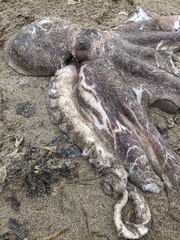 Enteroctopus dofleini