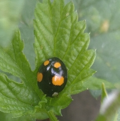 Harmonia axyridis