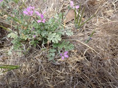 Erodium moschatum